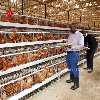 Sistema automático de bebida de tipo A y H para capas de aves de corral capas de jaula Adela