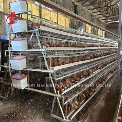 Mejor Marca Confiable Sistema de Crianza de Aves en Jaula de Gestión de Aves Iris