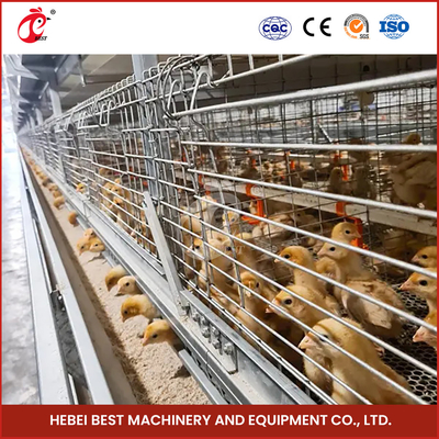 20-25 Años Sistema de jaulas de cría de aves de corral Sistema de jaulas de cría de aves de corral Estrella