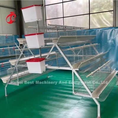 Sistema avanzado de crianza de aves de corral en jaula con bebedoras automáticas Emily Wang