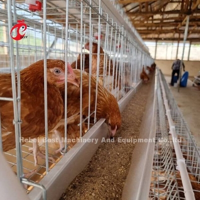 Grada de la jaula 5 de la capa de la batería de la fábrica de China con el equipo de las aves de corral para el mercado Sandy de África