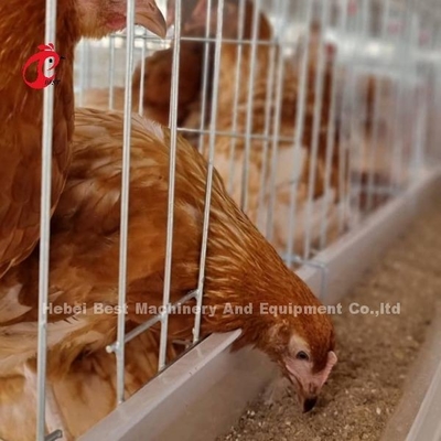 Sistema de jaulas de aves de corral galvanizadas de 3 niveles Mia