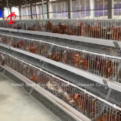 Sistema de jaulas de capas Solución perfecta para la industria avícola Capacidad 2-4 aves/célula Adela