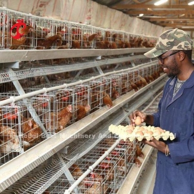 Cajera de capas de aves de corral amigable para el usuario para la cría de aves de corral sin problemas Adela