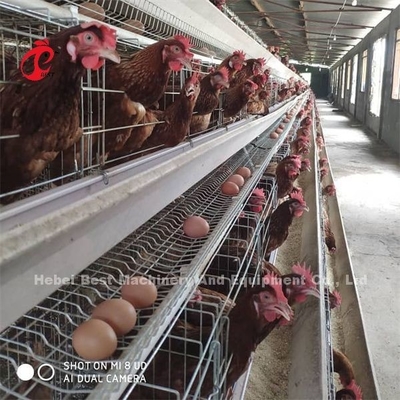 África Galvanizado caliente 4 niveles de aves de corral capa de batería jaula 25 años de vida útil en venta para capas granja Emily