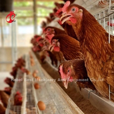 La mayoría del precio popular de la jaula de batería en la avicultura de Nigeria Adela galvanizada caliente
