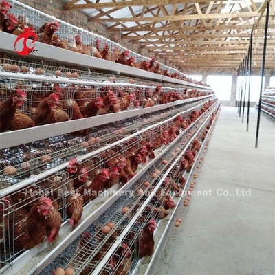 Cajera de batería de capa profesional instalada en Nigeria Cajera de pollo automática Doris