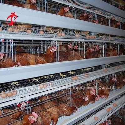 Un tipo pollo de los pájaros de la jaula de batería de las aves de corral 120 que pone la jaula África Doris de los huevos