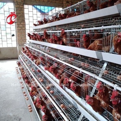 Un tipo pollo de los pájaros de la jaula de batería de las aves de corral 120 que pone la jaula África Doris de los huevos