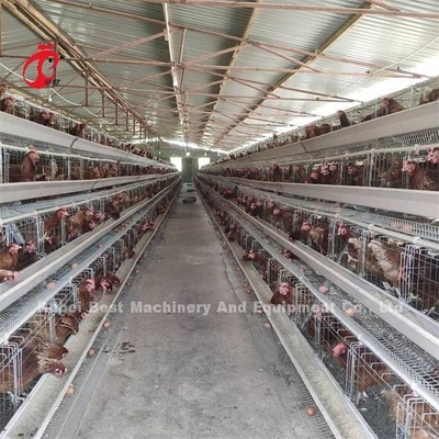 Un tipo de huevo manual de las gallinas de la jaula de aves Emily