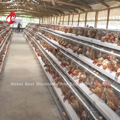 Nigeria sistema superior y de lujo de Warehouse de las aves de corral de batería de la jaula para los pollos Sandy de la capa
