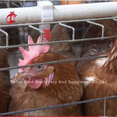 China importó la jaula de batería revestida del pollo ISO9001, puerta Sandy del sistema 4 de la jaula del pollo de la capa