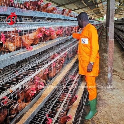 La mejor calidad un tipo pájaros Emily de la jaula 240 del pollo del huevo de la capa de la batería de la jaula de la capa