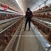 Caja de batería de pollo de 110 kg con 450 cm2 Área/pájaro Adela