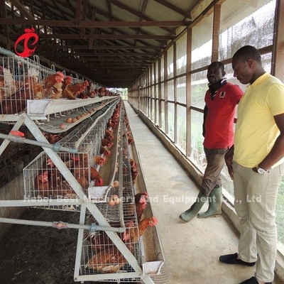 La mayoría de la batería económica de la capa del pollo enjaula la avicultura para 5000/10000/20000 de los pájaros protagoniza