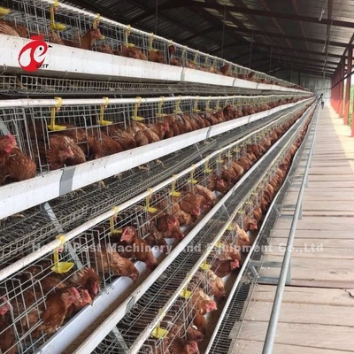CE comercial Adela del sistema de la jaula de batería del pollo de la capa de la jaula automática llena del pollo