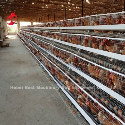 Más popular Tipo A Cajera de batería de capa de pollo a la venta en Uganda 20000 aves Estrella
