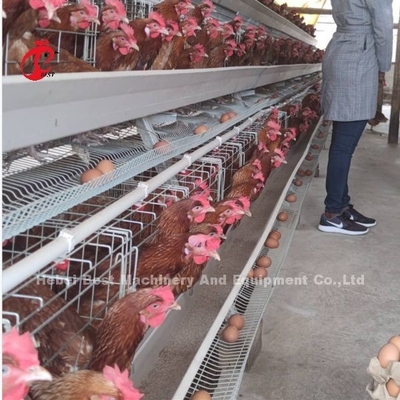 Batería automática tipo H sistema de jaula de aves de corral de venta caliente 240Birds Rose