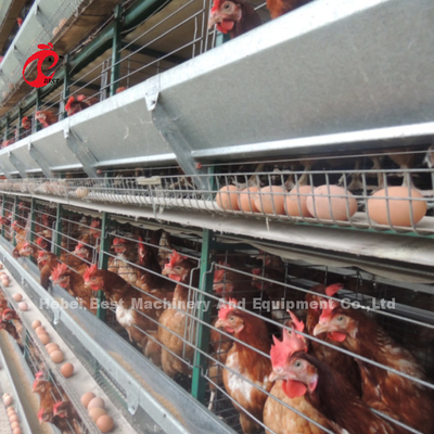 H y tipo automático de aves de corral de la jaula 15000 aves populares en África rosa