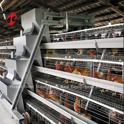 Un tipo sistema automático de la jaula de la avicultura para las capas protagoniza