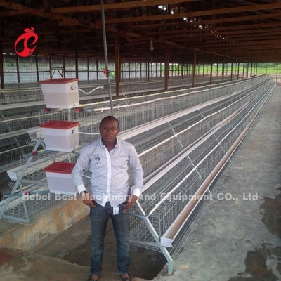 El precio de la jaula de batería de las capas en Nigeria 12 pájaros del pollo 128 de las semanas protagoniza
