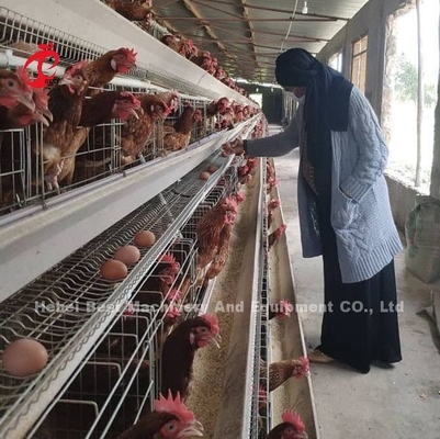 El precio de la jaula de batería de las capas en Nigeria 12 pájaros del pollo 128 de las semanas protagoniza