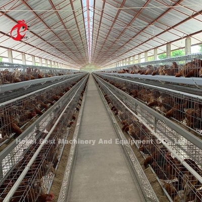 Estrella automática de Nigeria de la jaula del pollo tomatero de la batería de la calidad de la exportación de China
