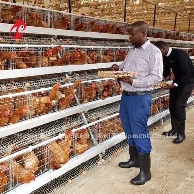 Sistema de la jaula de la avicultura de la batería del pollo un tipo 3 gradas de H para la capa Rose