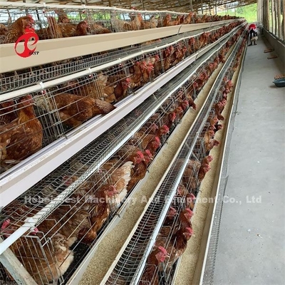 Sistema de jaula de batería automática barata Galvanizado en caliente 25 Duración 450cm2 En Nigeria Emily