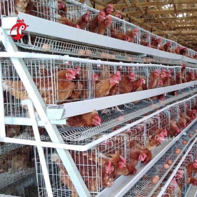 Venta caliente Rose de la capa de batería de la jaula del sistema de la capa del pollo de las gradas comerciales automáticas de la jaula 3