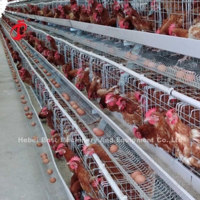 Alambre de metal de 4 alto de la dureza de las gradas de la capa del pollo jaulas de batería con el tanque de agua Rose