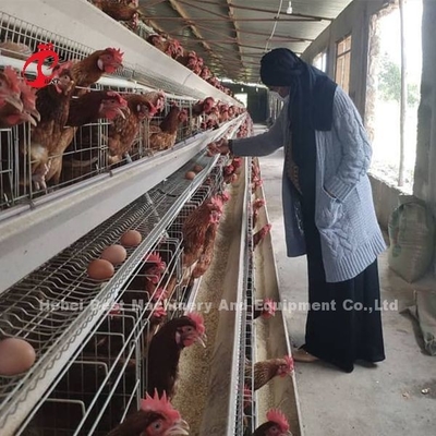 144 Aves Capacidad H Tipo de jaula de capas para el pollo comercial Mia