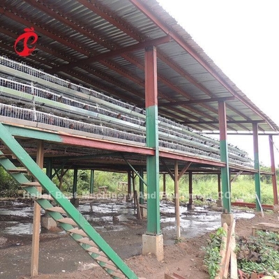 Batería de aves de corral sistema de jaula para disminuir la temperatura de las capas estrella