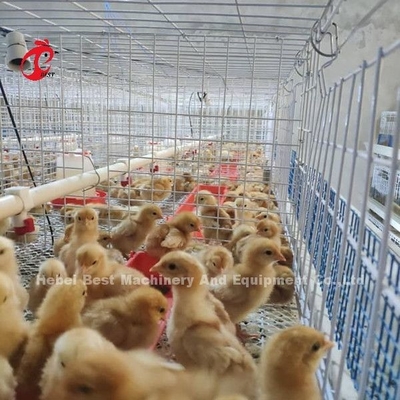 Alambre de acero de la gallina clueca de los polluelos del bebé del sistema de la jaula de la avicultura Q235 Emily