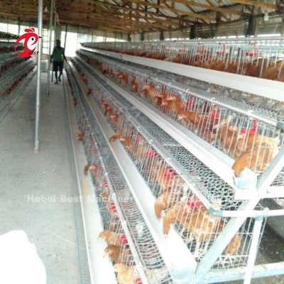 10000 capas del pollo de batería de la capa enjaulan el espacio de ahorro semi automático Adela