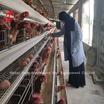 Jaula modificada para requisitos particulares del pollo de la capa, jaula de batería de acero con poco carbono de las aves de corral Q235 Doris