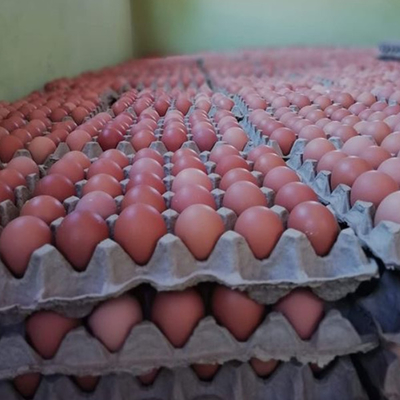 Maximizar la eficiencia de la cría con el sistema de jaulas de cría de gallinas Jaula tipo A Rosa