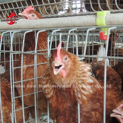 4 gradas acodan las jaulas de batería del pollo automáticas en el Ada de Uganda