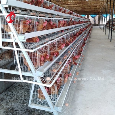2.8mm-3.5mm Cage Diámetro de alambre Sistema de jaula de aves de corral Ahorrar mano de obra Aumentar las ganancias Iris