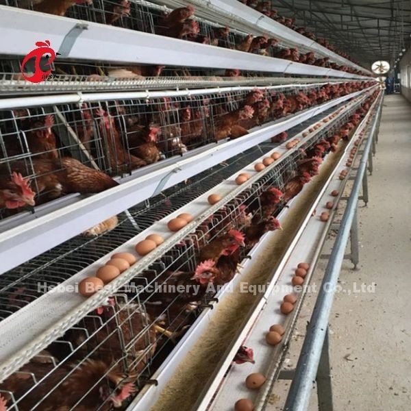 4 gradas una Adela galvanizada caliente del tipo consumición automática del sistema de la jaula de la capa y alimentación