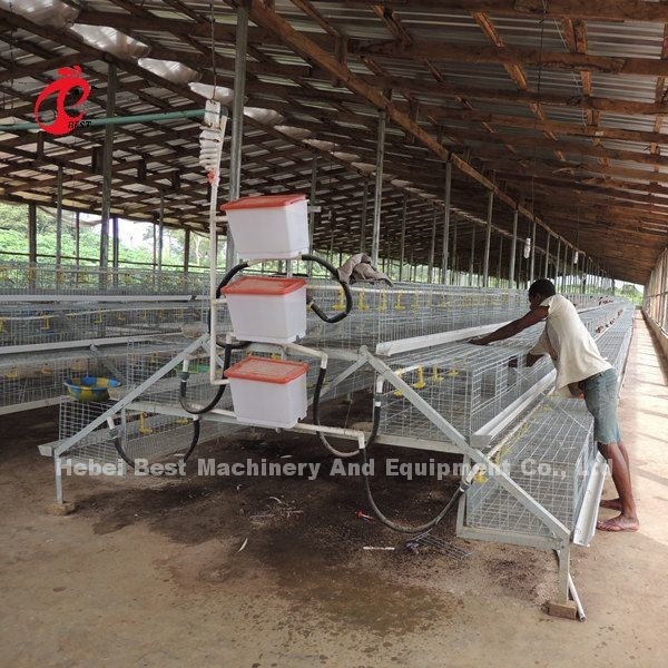 El CE un tipo 120 pájaros Chick Rearing Cage With Drinkers y alimentadores protagoniza