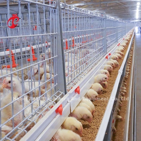 Tipo galvanizado jaula de A o de H del pollo tomatero para un día de viejo al pollo adulto Doris