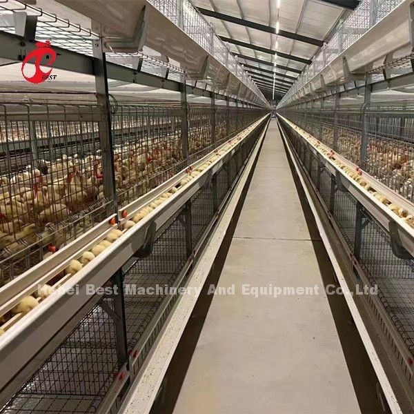 Y jaula de la parrilla de las aves de corral de H que aumenta el equipo para los polluelos viejos Sandy del día