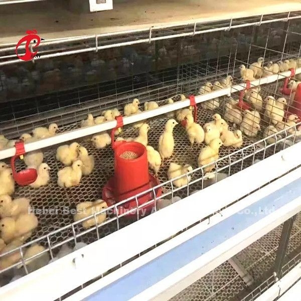 96 pájaros un tipo - granja Doris de Chick Brooder Cage In Chicken de 1 - 12 semanas