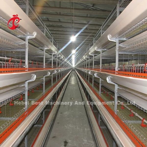 Tipo A/H Pullet Cajera de pollo Bebé Pollitos de incubadora Cajera Mia