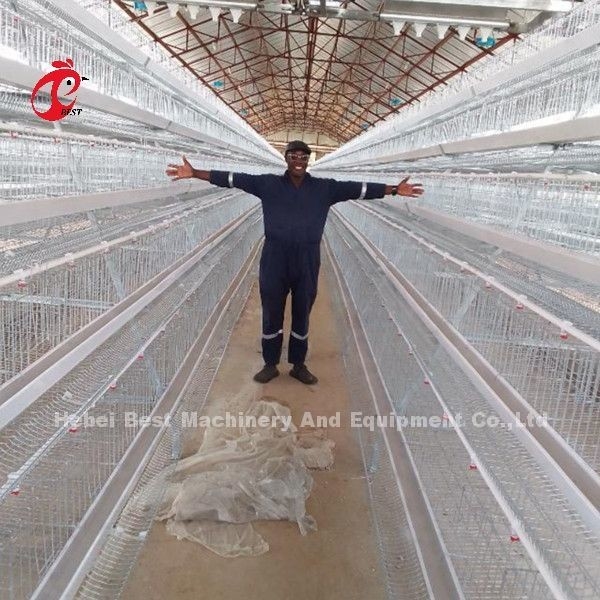 5 sistema galvanizado de la jaula de la capa de las aves de corral de la grada 200 pájaros para la granja de pollos Sandy