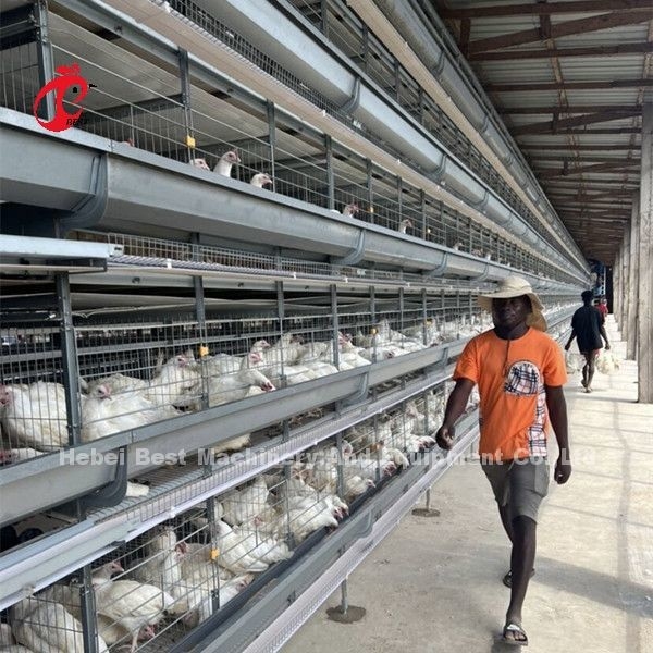 Equipo de jaula de pollo automático galvanizado para granjas de pollos