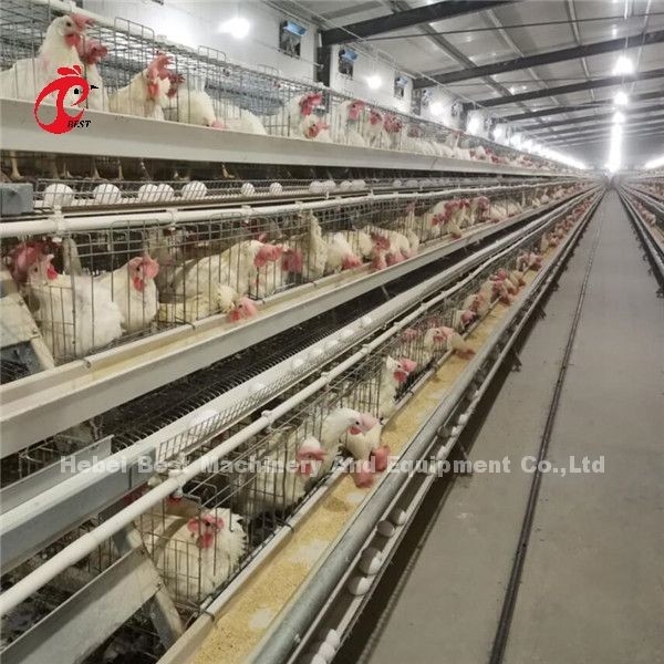Tipo moderno equipo automático de H de la jaula del pollo de las aves de corral 20 años de Ada de la vida útil