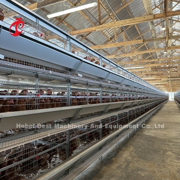Jaula de batería de acero del pollo Q235 para el iris de encargo del tamaño de la granja avícola