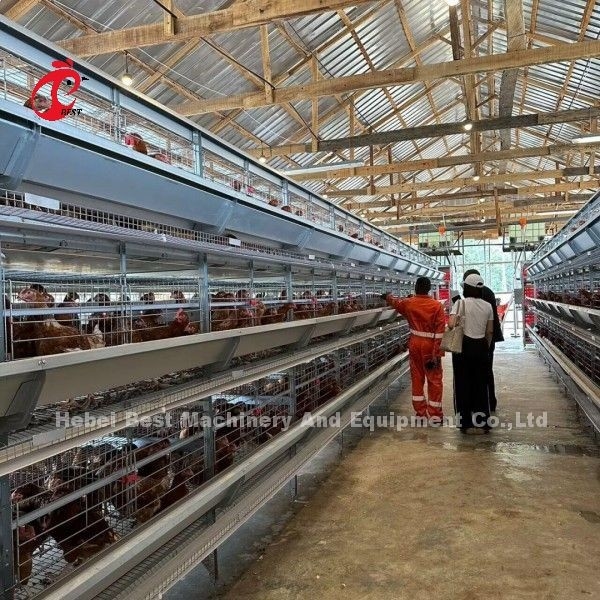 Sistema de jaula de capas de aves de corral de 3/4/5/6/7/8 niveles con alimentador automático Adela